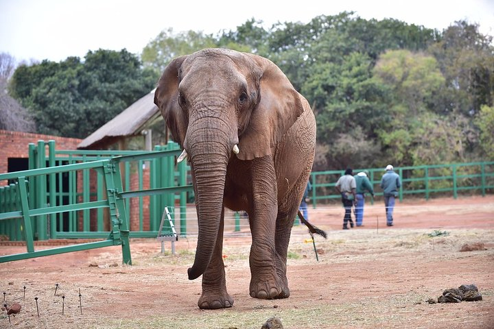 Private Elephant Sanctuary Tour from Pretoria - Photo 1 of 6